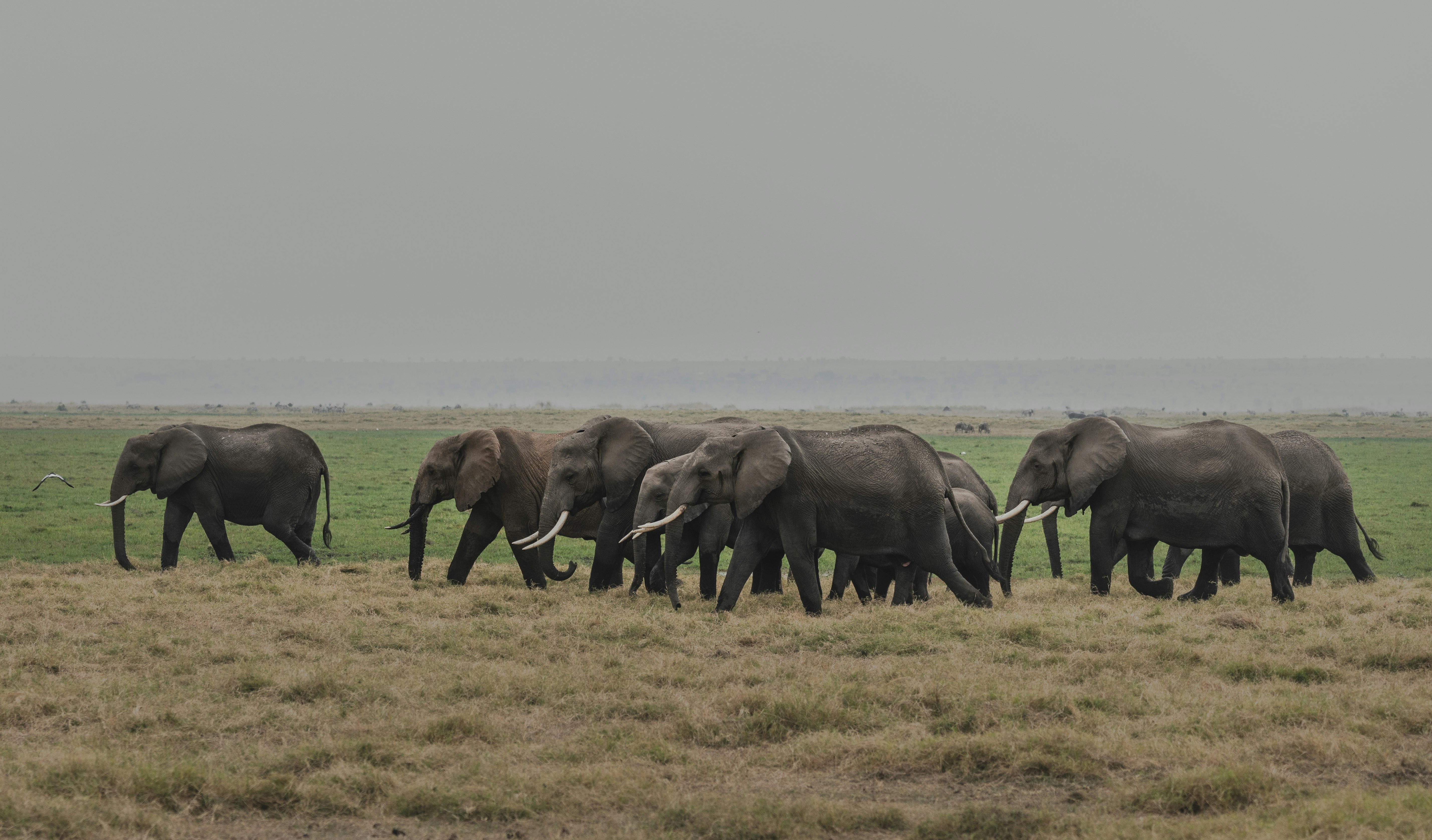 elephants on green grass field during daytime